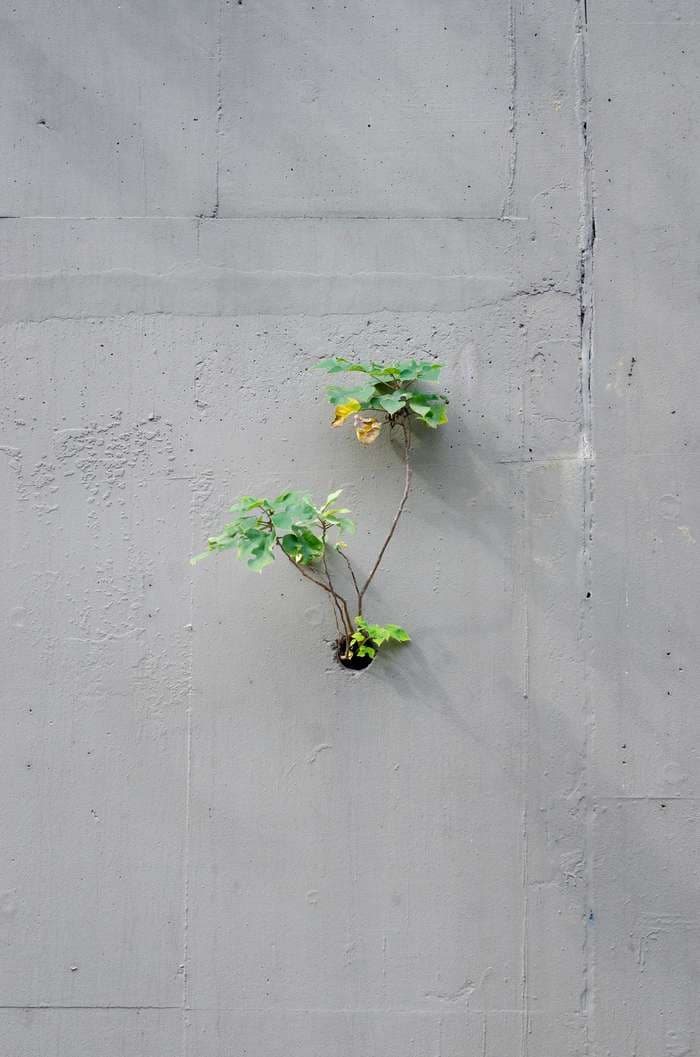 Nature finds a way